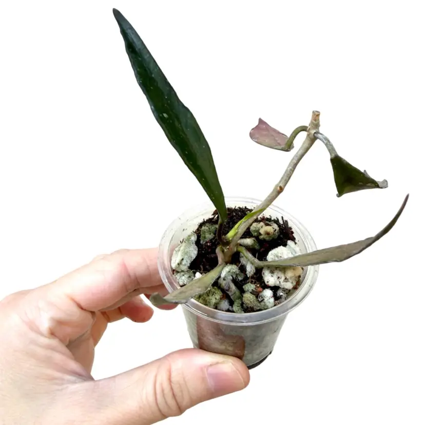 Hoya mirabilis clone b