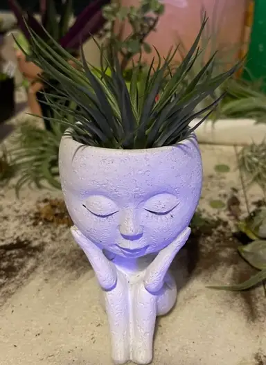 Airplant Extravaganza!!