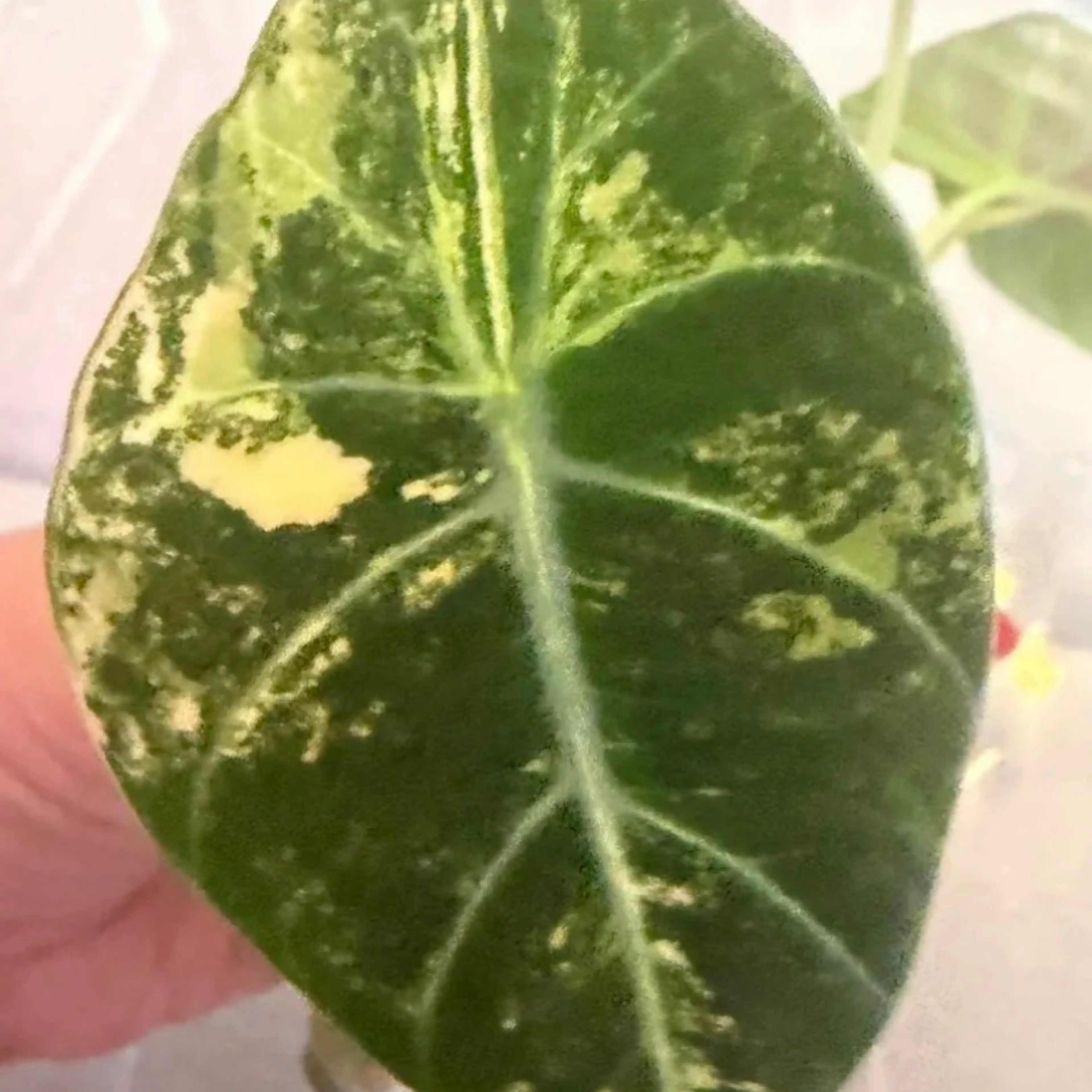 Image 2 of 4