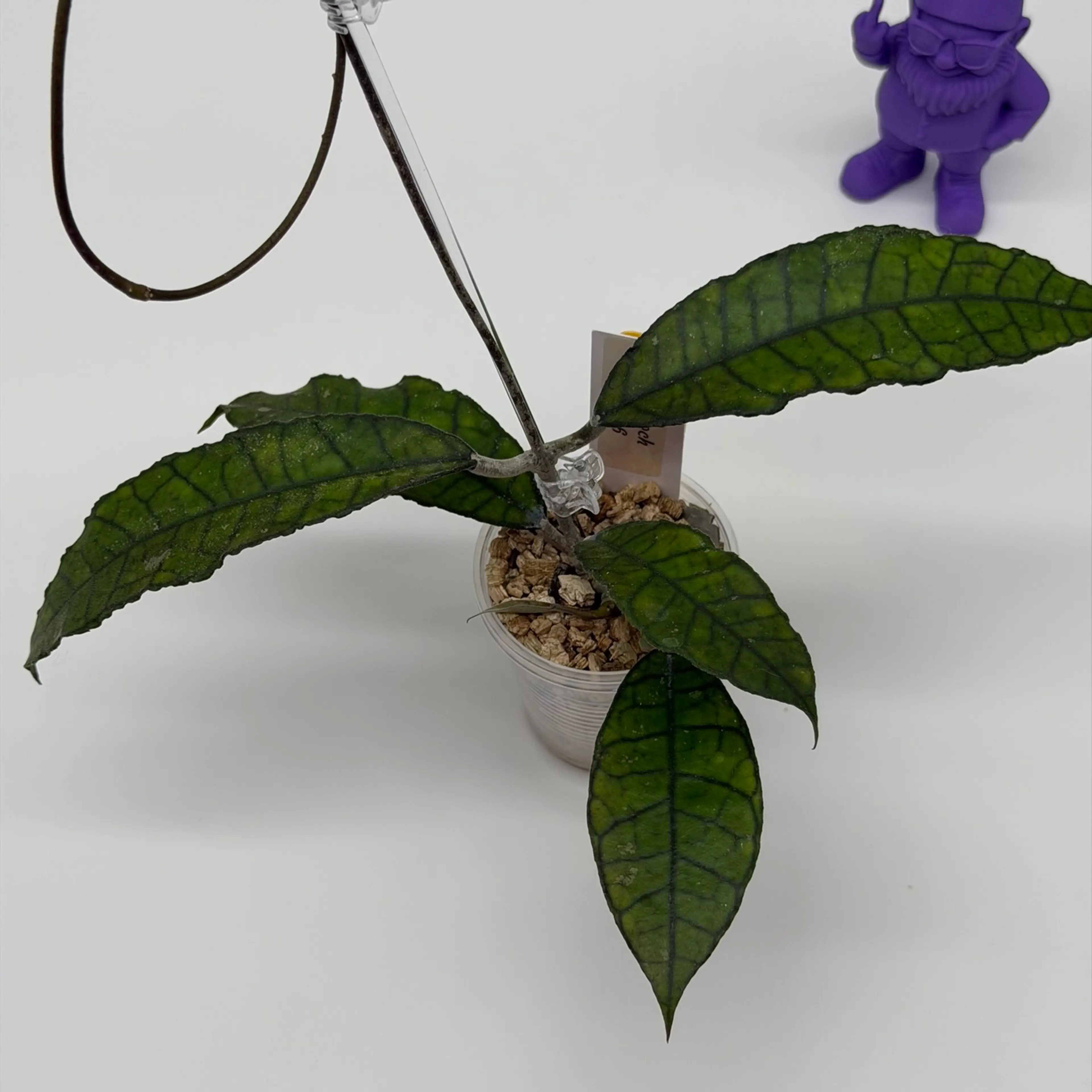 Image 2 of 2