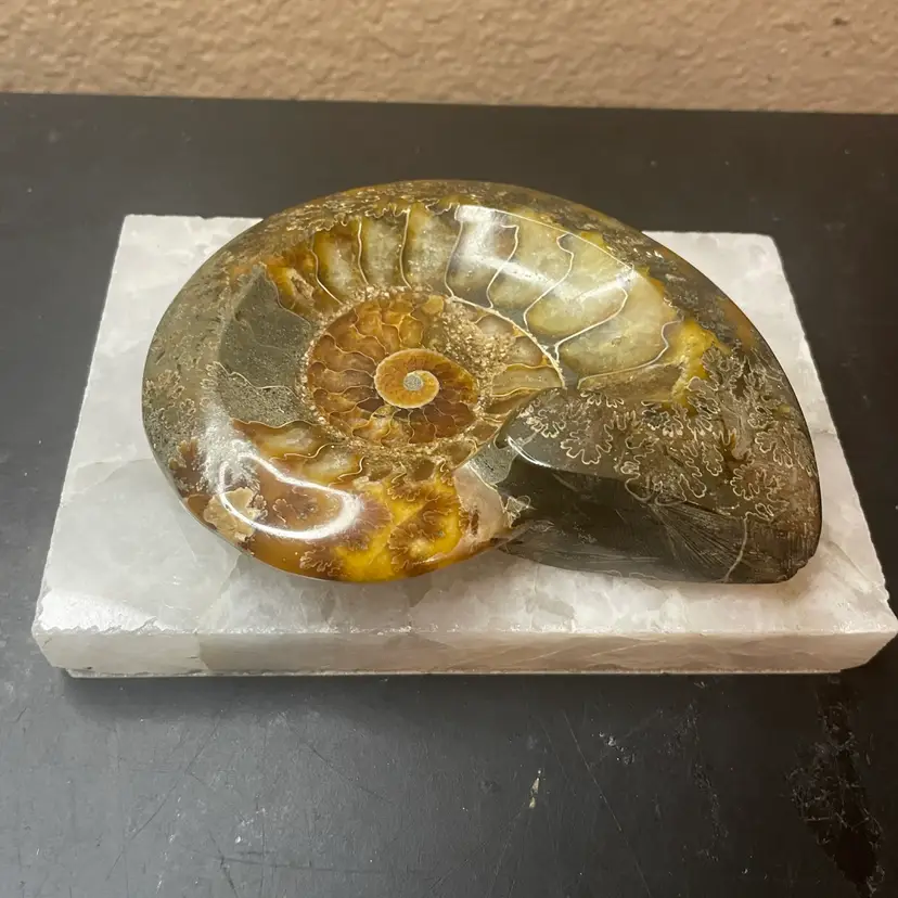 Gorgeous HTF Madagascar Natural Fossil ammonite 5” bowl