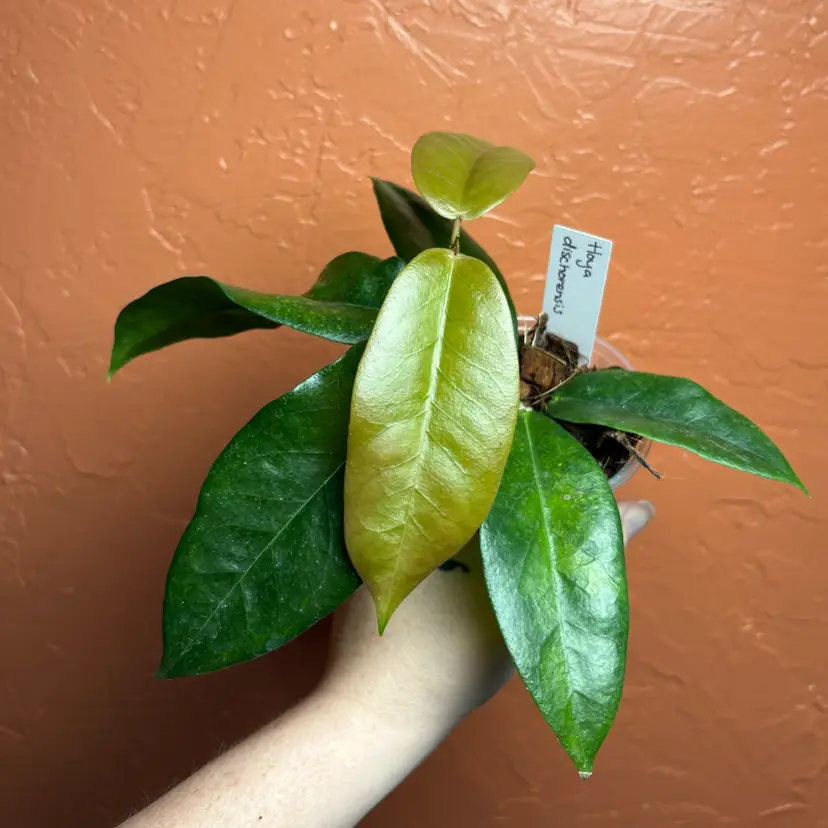 Hoya ischnopus (fka dischorensis)