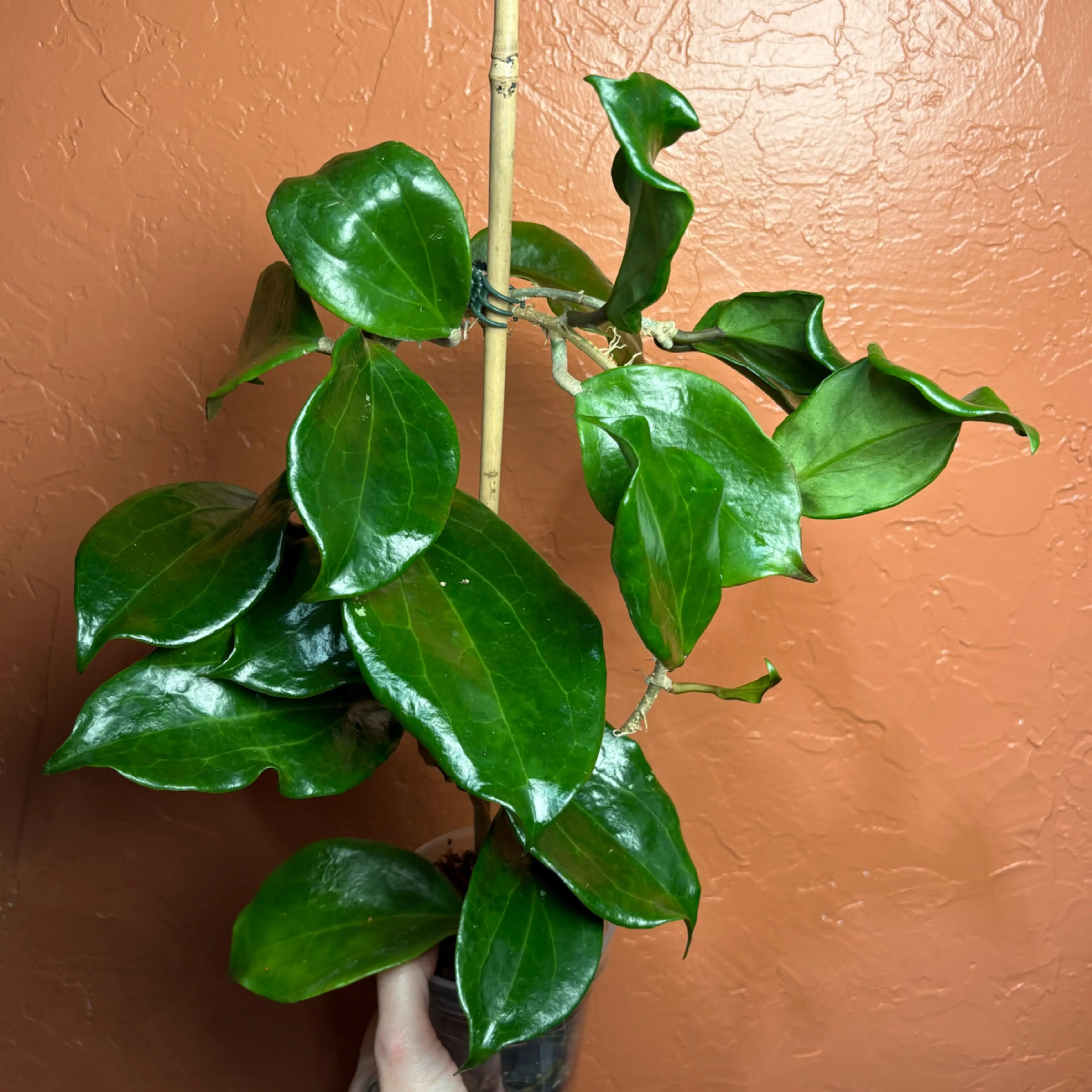 Image 2 of 4