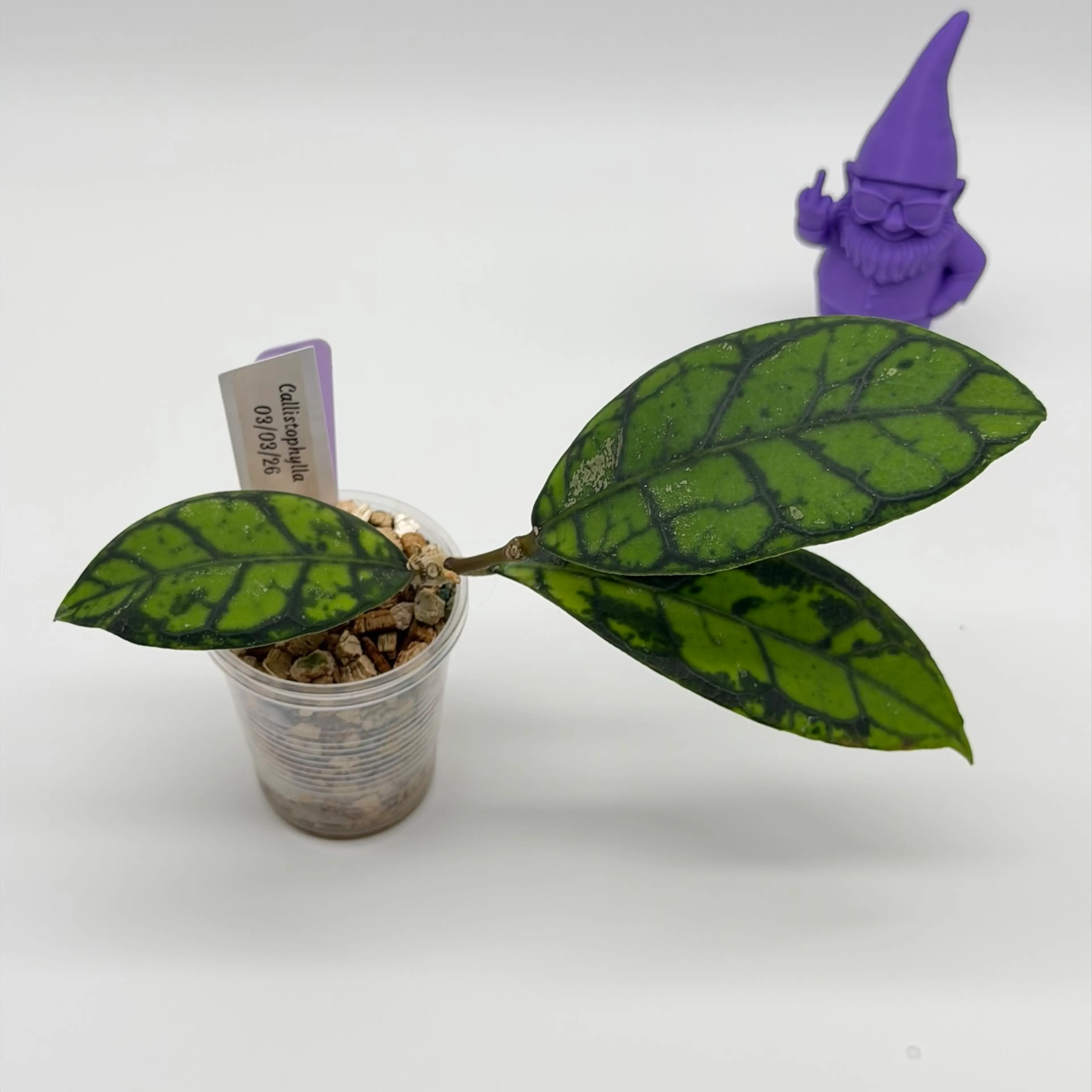 Image 2 of 2