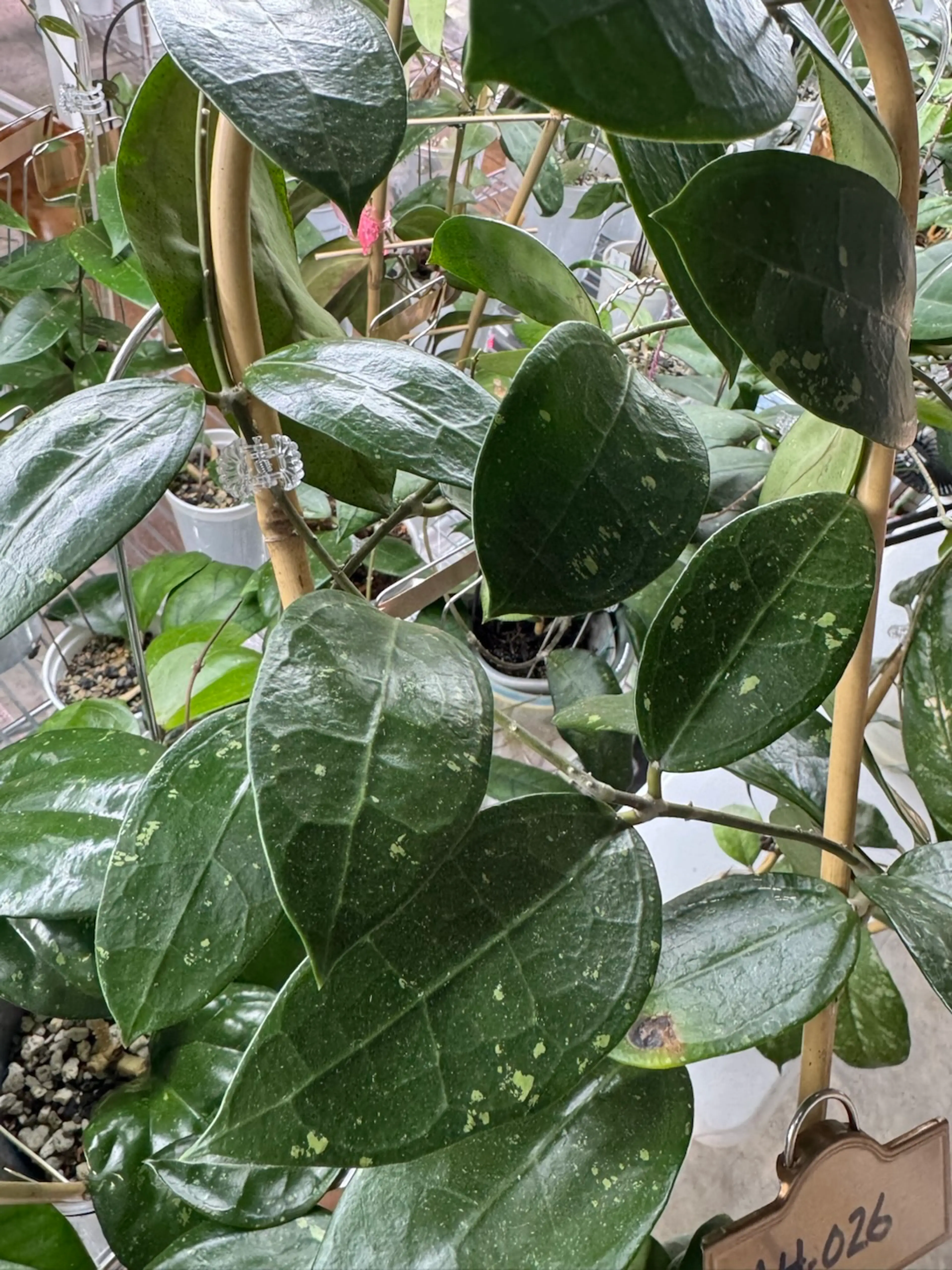 Image 3 of 7