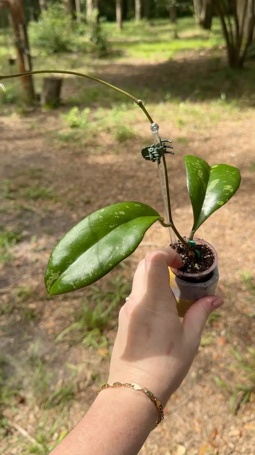 J.     HOYA YUNA