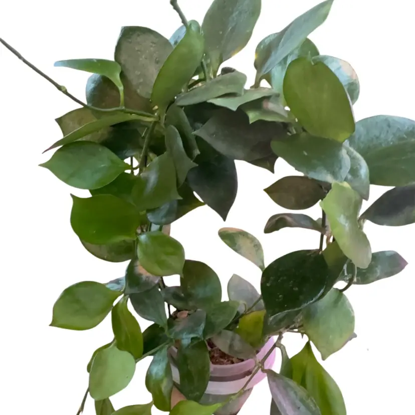Annulata cutting