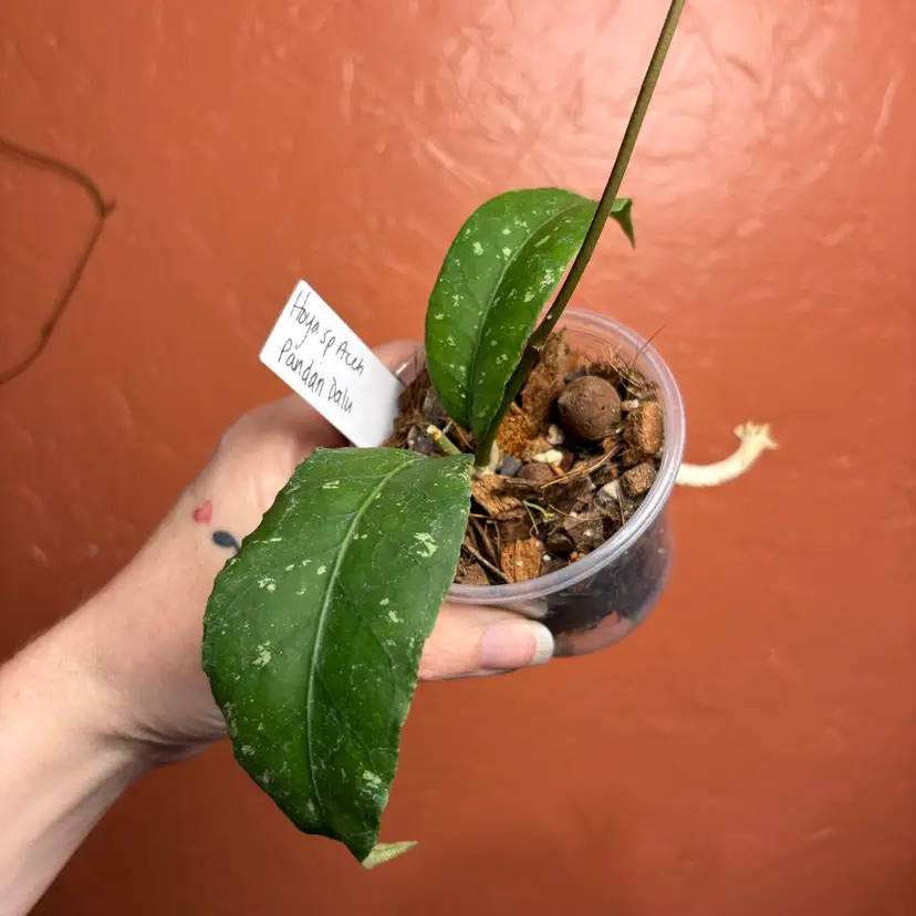 A20 Hoya sp Aceh Pandan Dalu