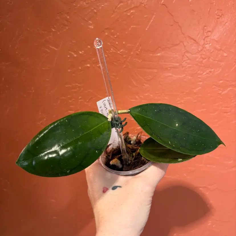 Hoya WRX70-100 (verticillata HSL x callistophylla)
