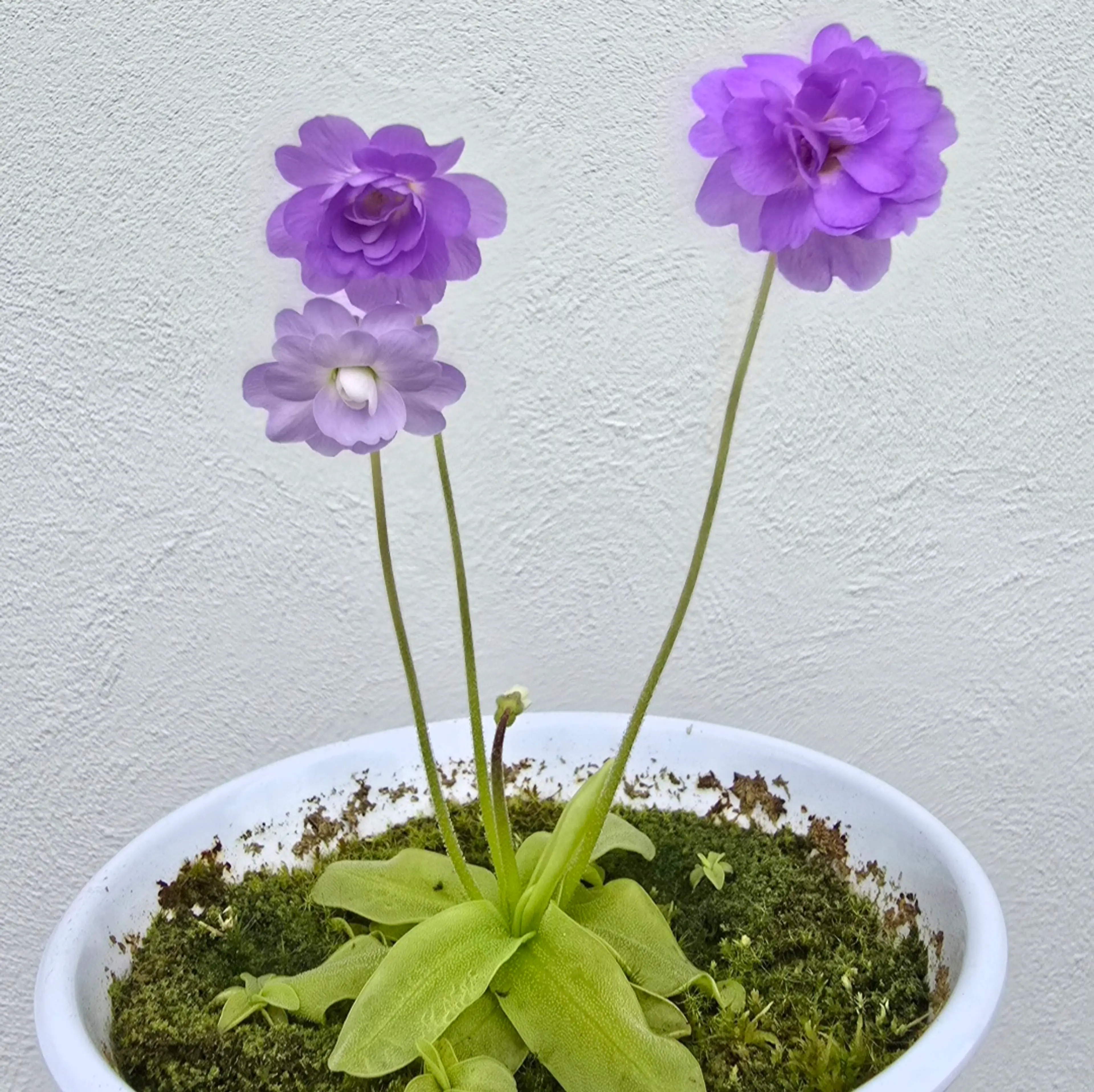 Image 2 of 5