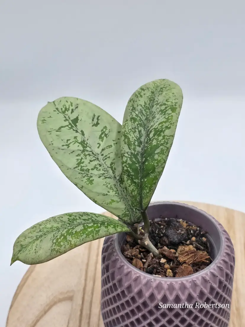 Hoya Lorelei, rooted with new growth