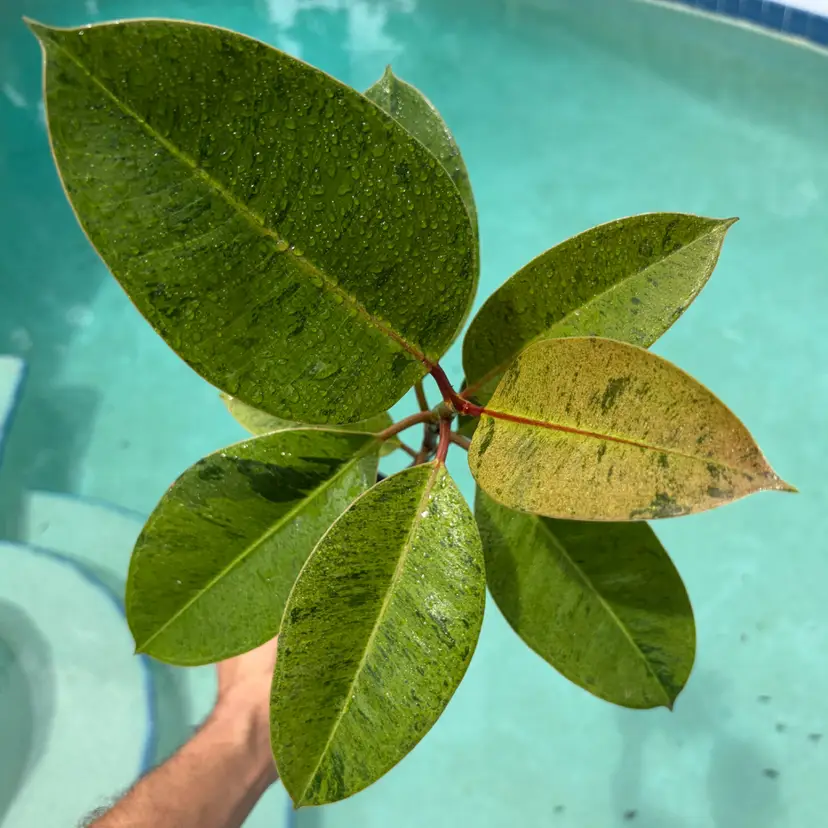 Ficus Shivereana ‘Moonshine’