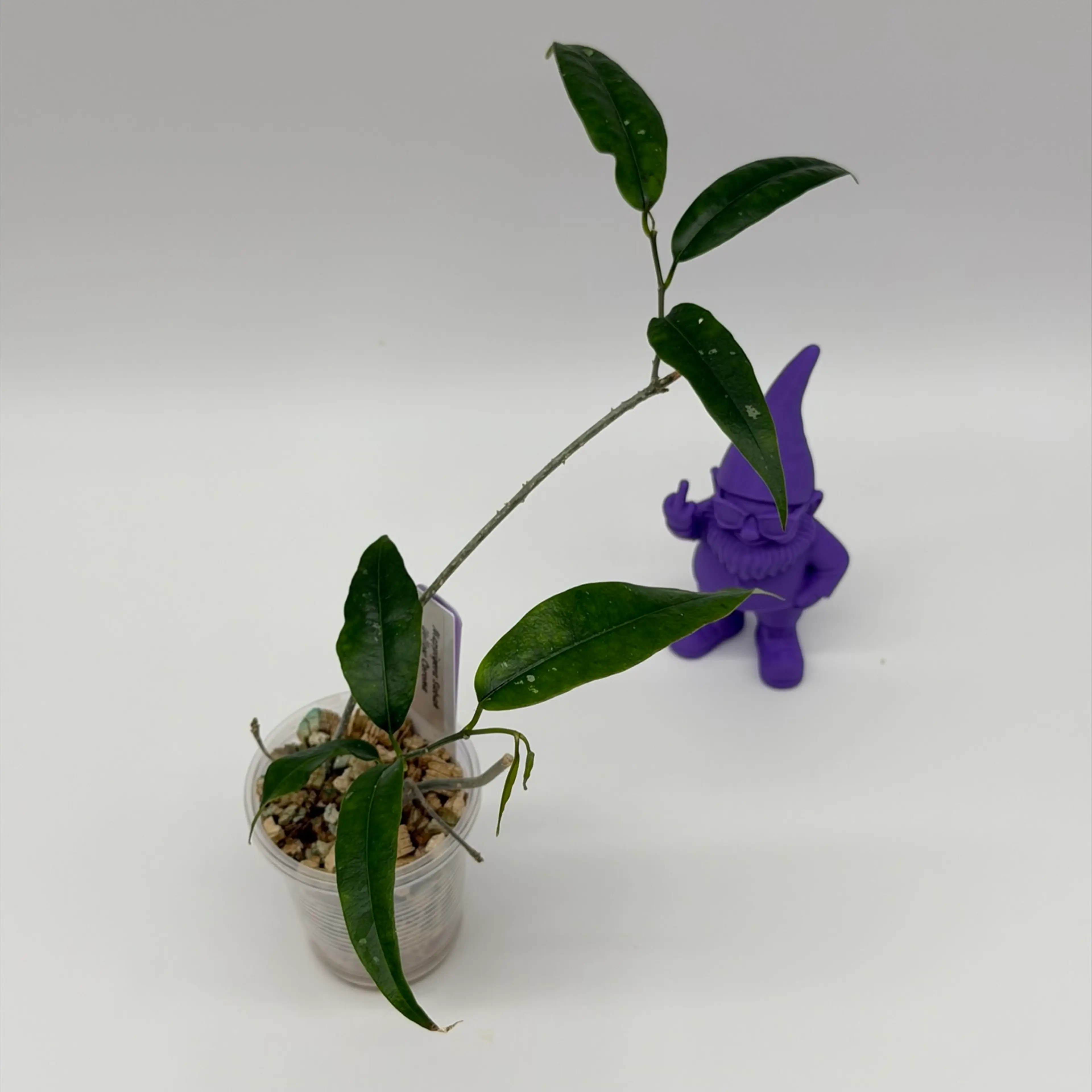 Image 2 of 2