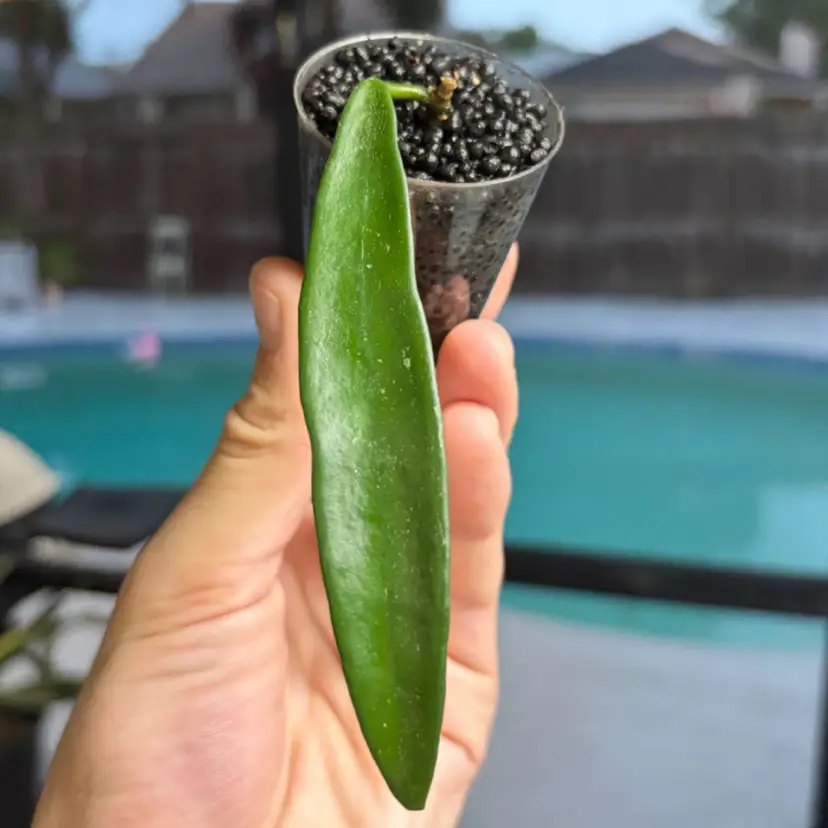Hoya Minibelle