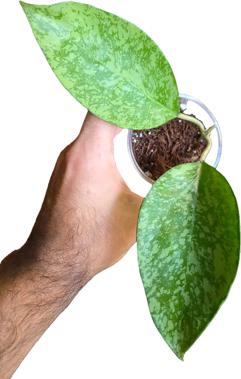 Hoya Patcharwarlai 023 splash