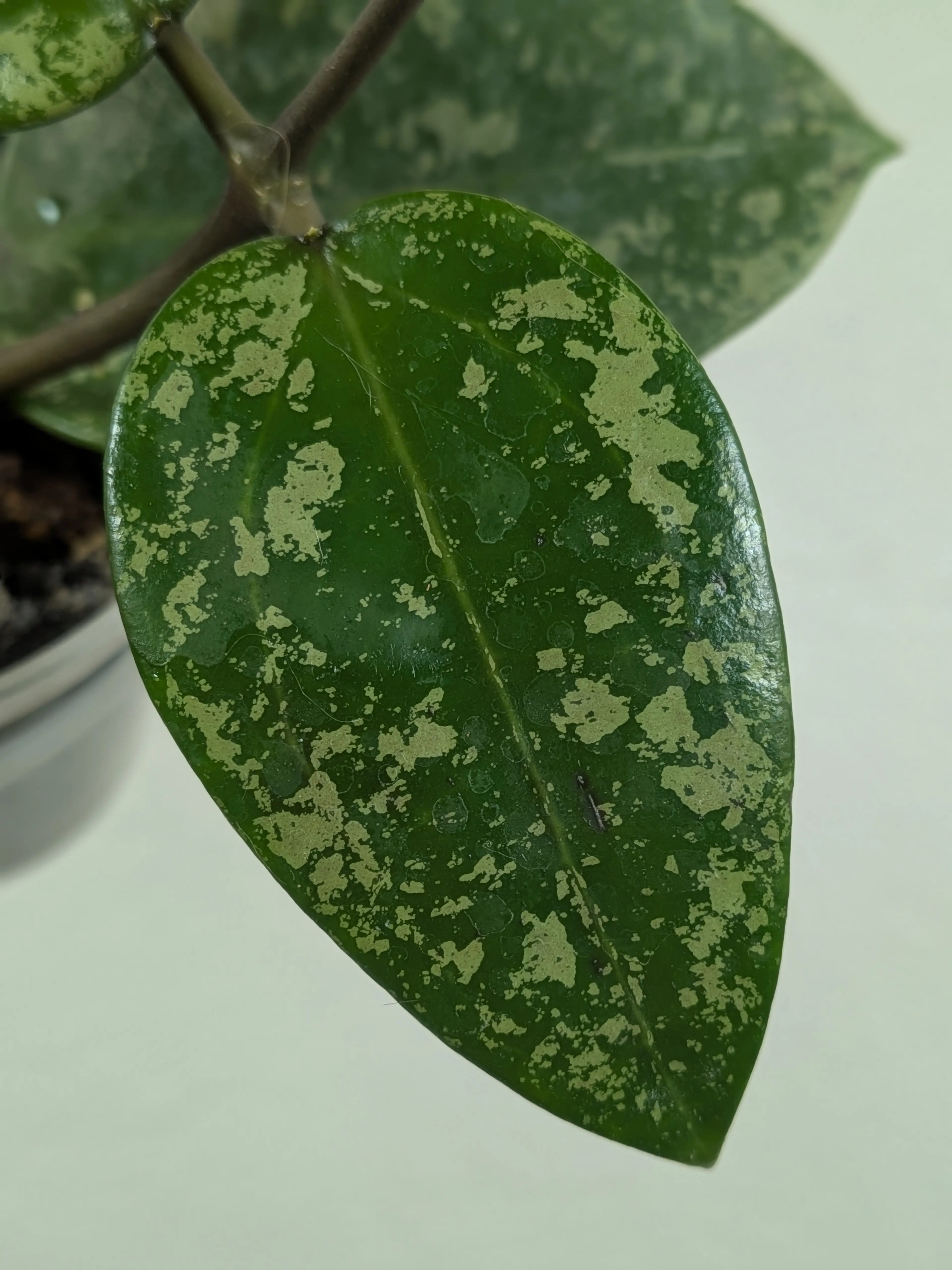 Image 2 of 2