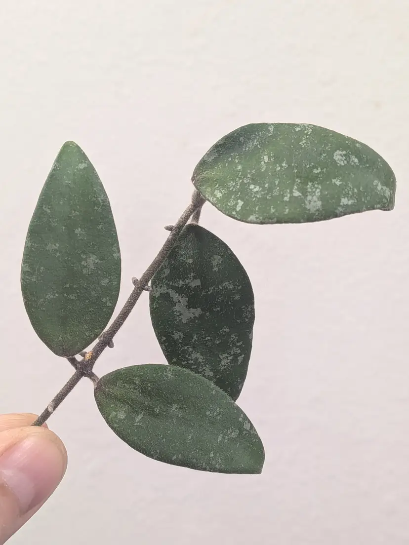 Hoya givvy 3 - Hoya honglenae (FREE W PURCHASE OR W/ SHIPPING PAID)