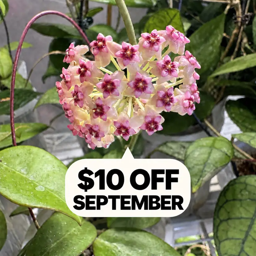 $10 off September