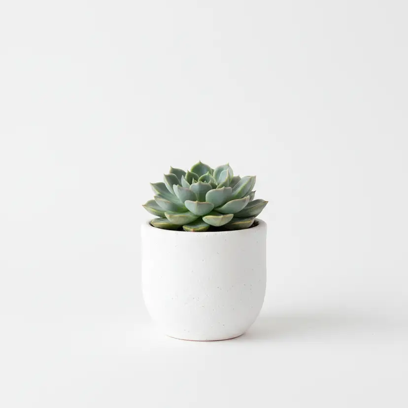 Mini Succulent - Ships to Canada