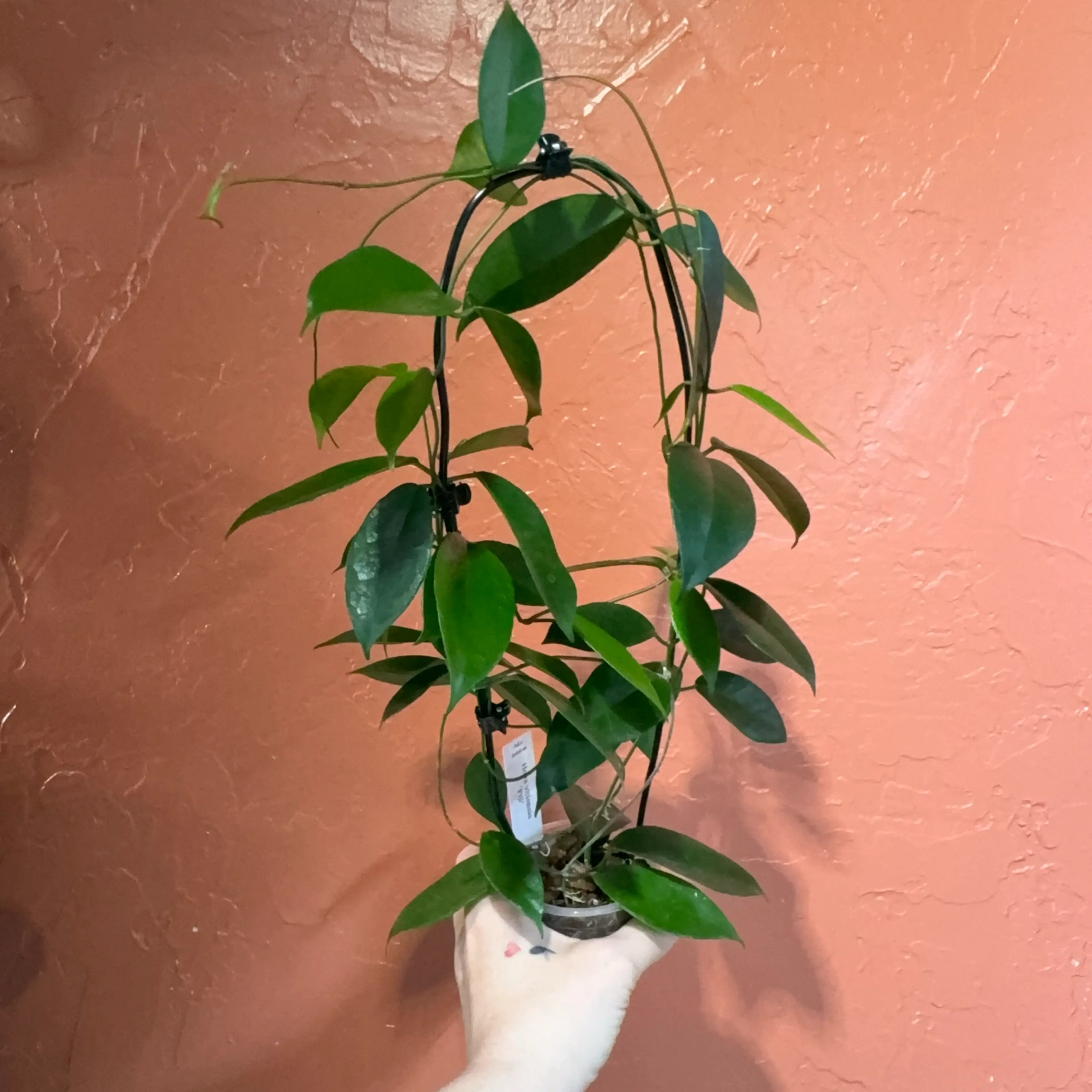 Image 2 of 2