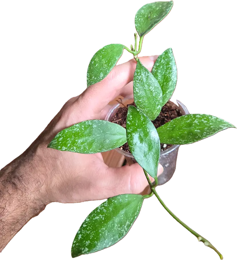 Hoya Nabawanensis Moyog River