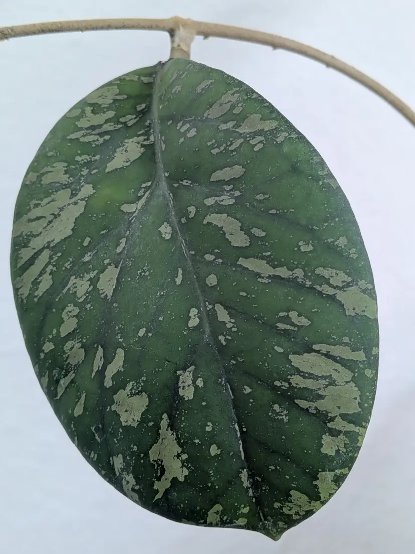 MYSTERY BUNDLE - SPLASHY: 3 Hoya cuttings