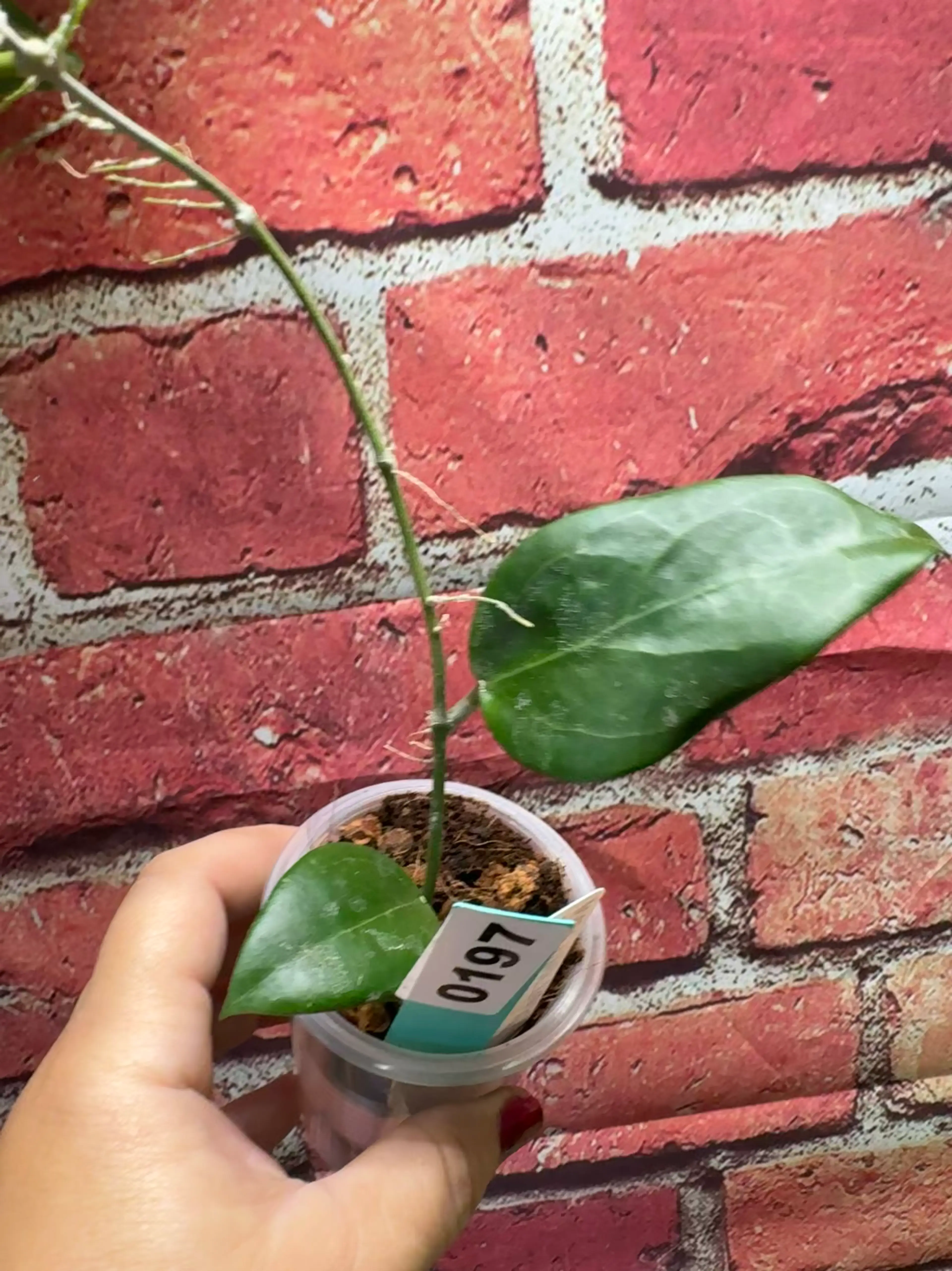 Video 1 of 1
