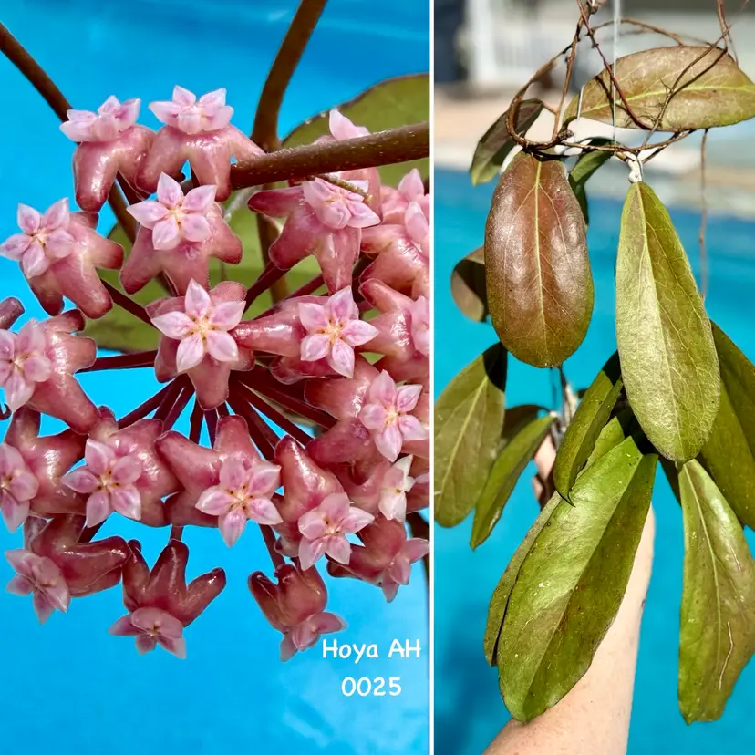 Hoya AH 0025 x unk. (10 seeds)