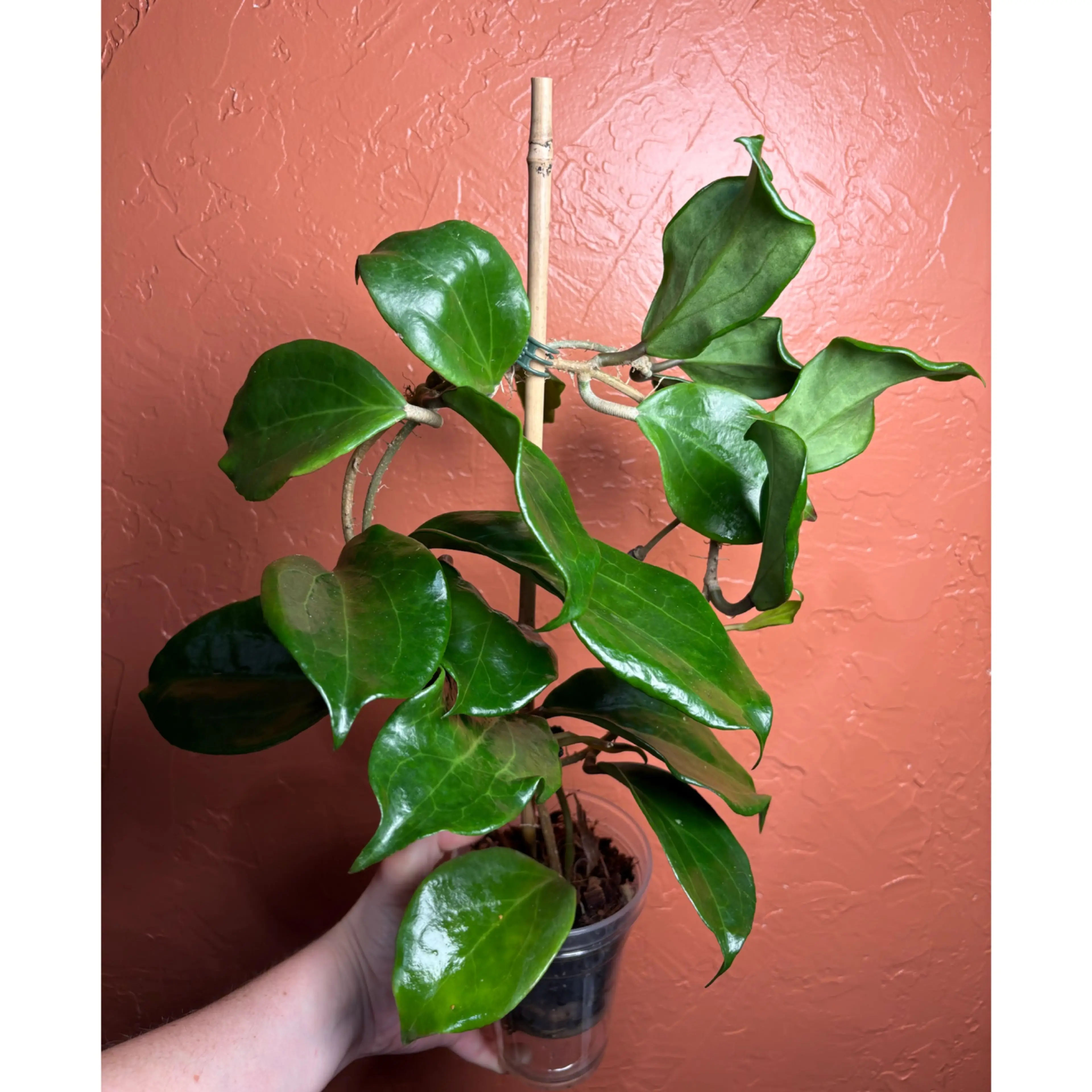 Image 3 of 4