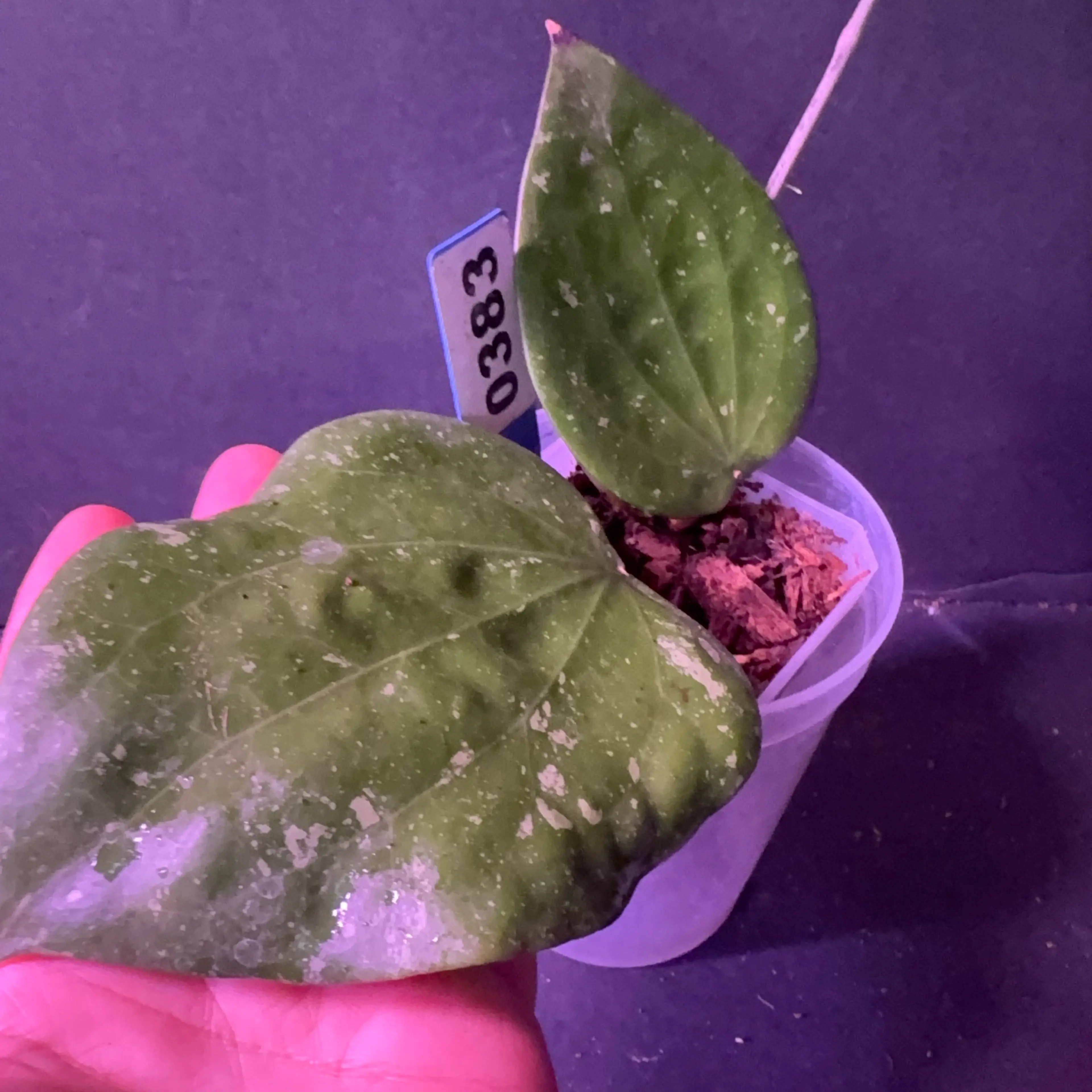 Image 2 of 2
