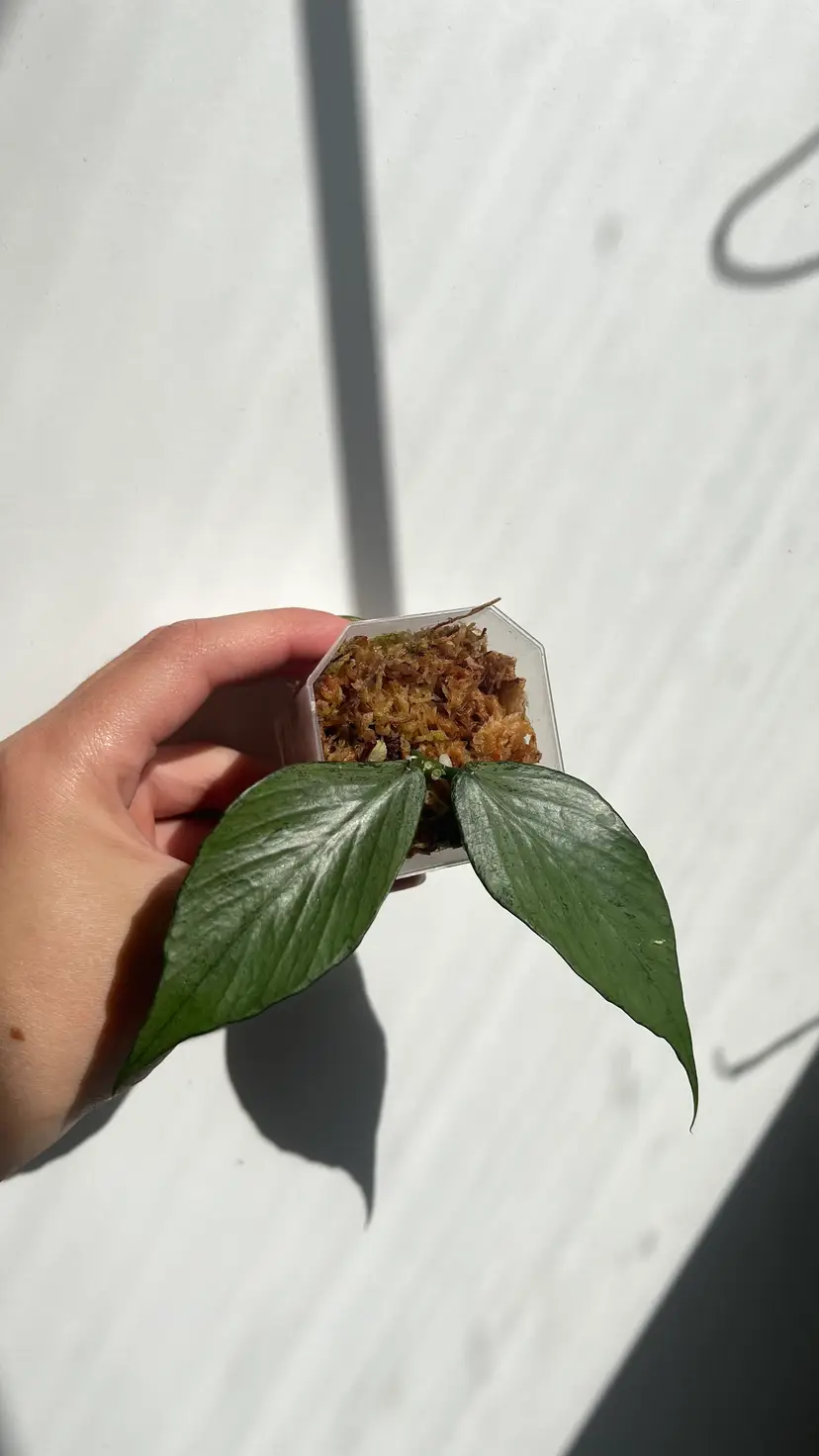 Hoya Polyneura Silver 'Broget'