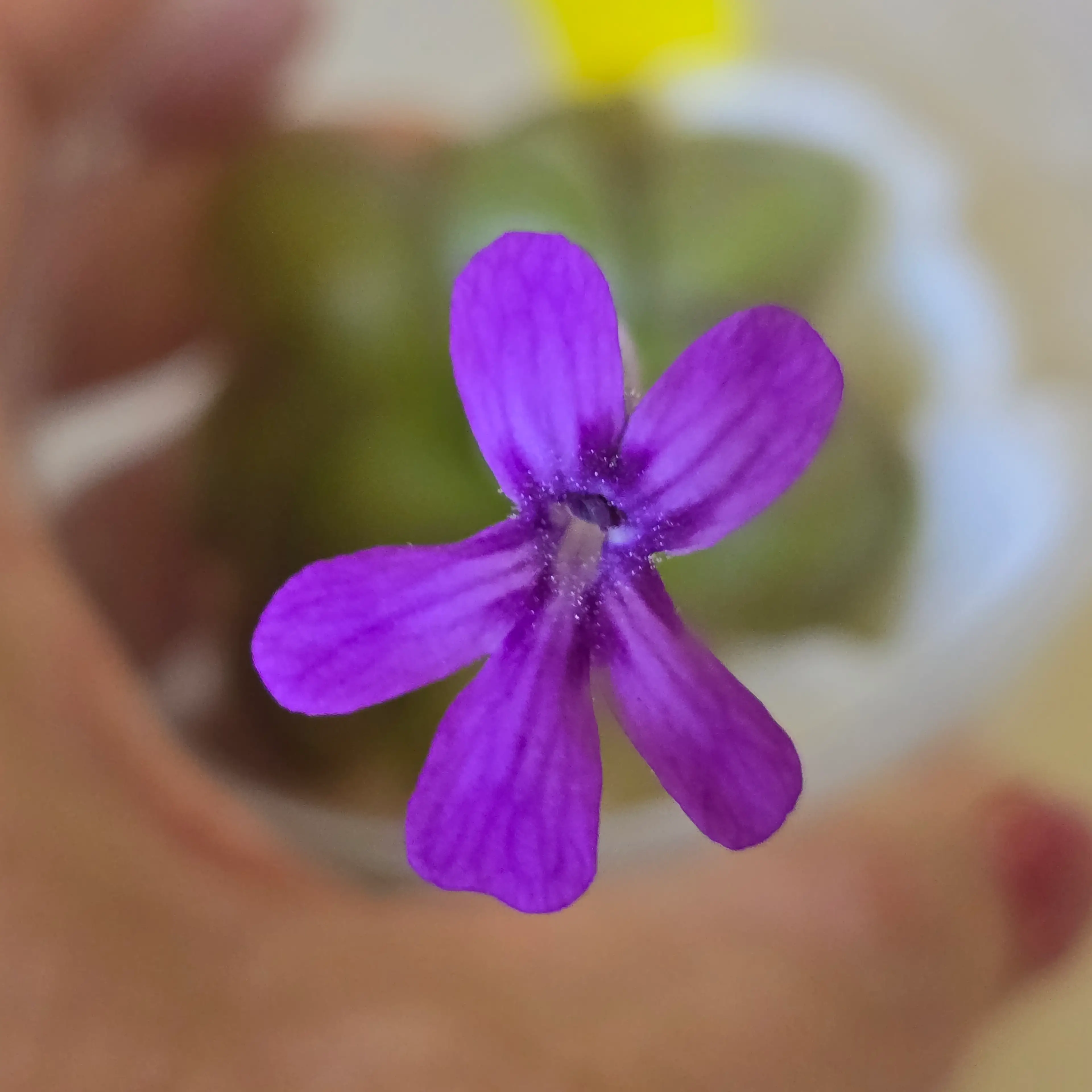 Image 3 of 4