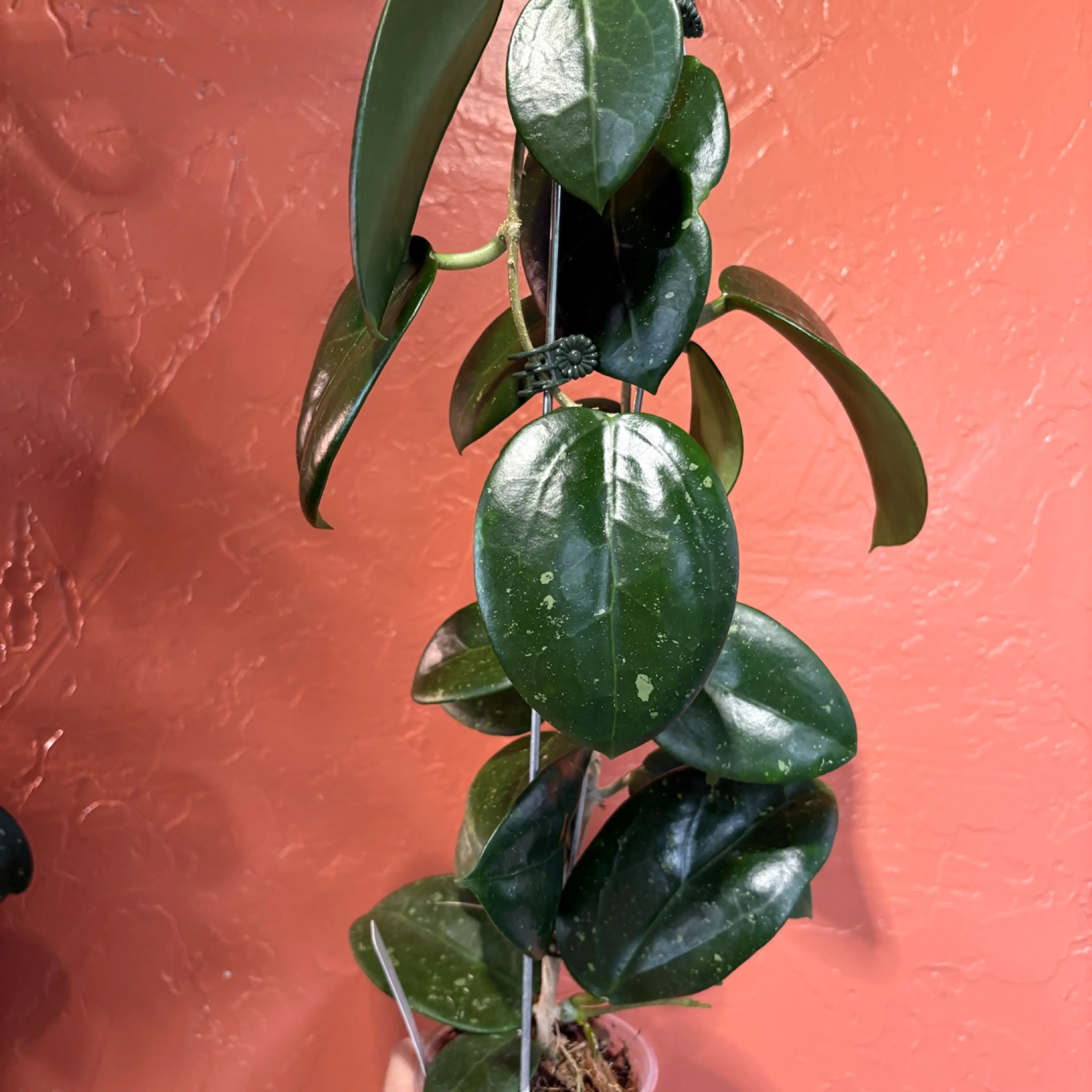 Image 2 of 4