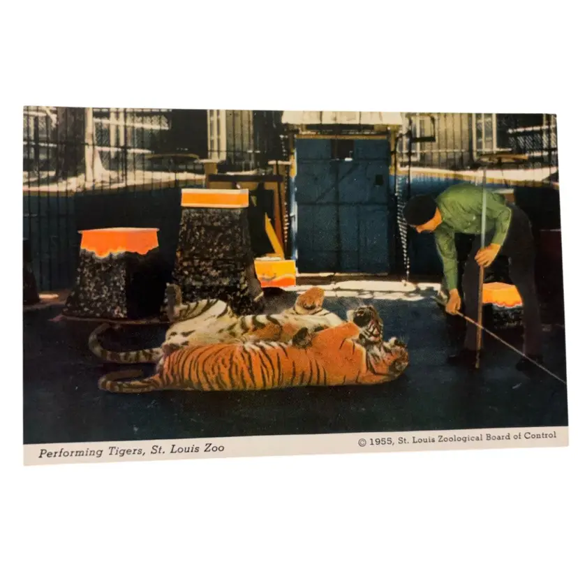 1950s Preforming Tigers St. Louis Zoo Postcard