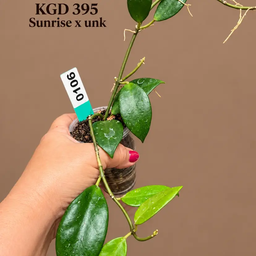 106 Hoya KGD 395 
Sunrise × unk