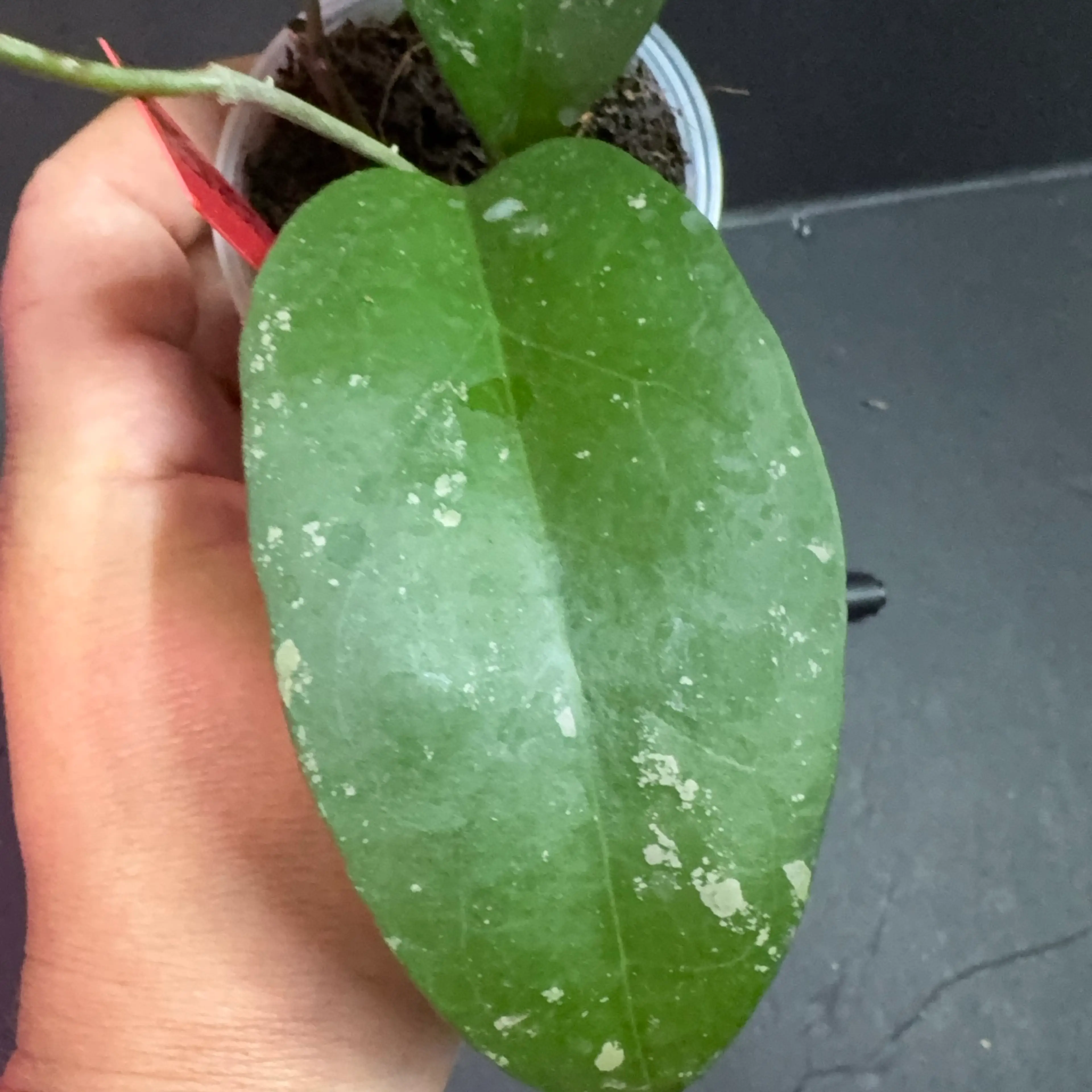 Image 4 of 4