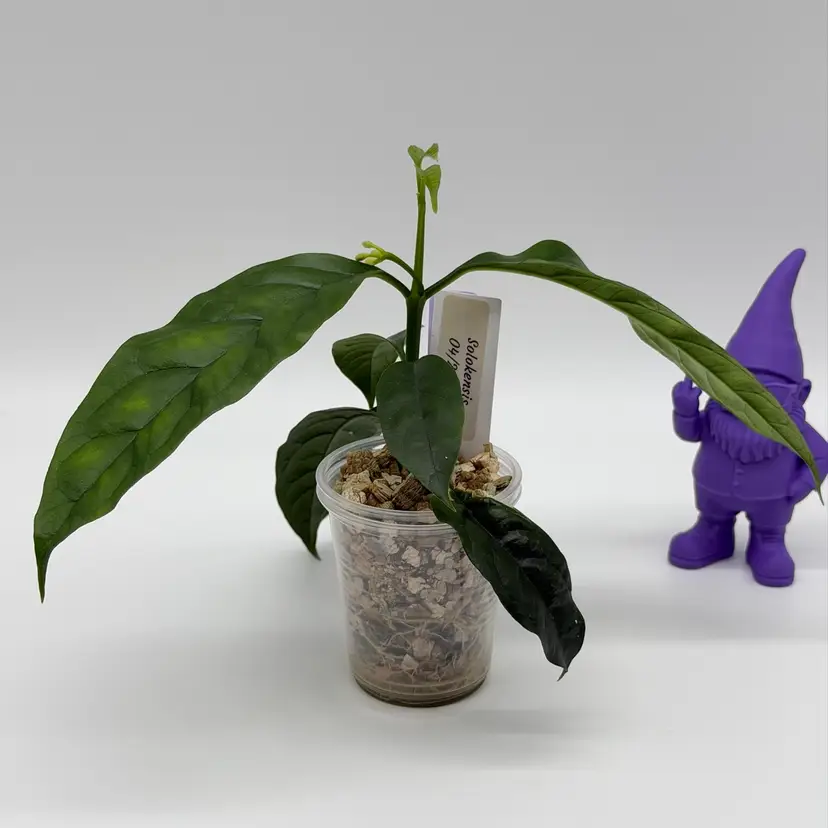 P55 Solokensis