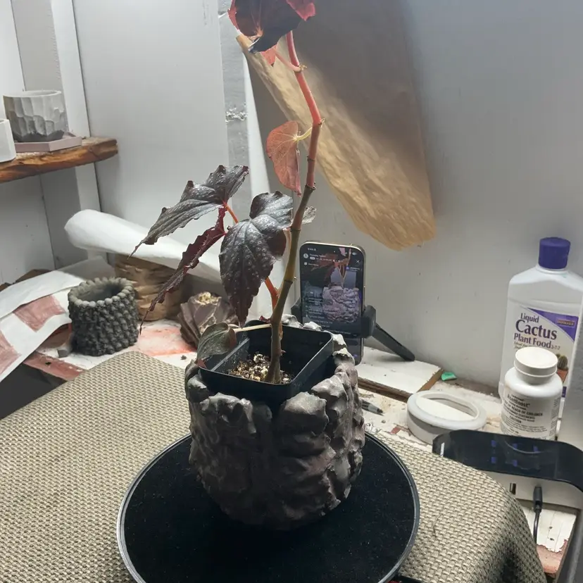 Pot plant combo