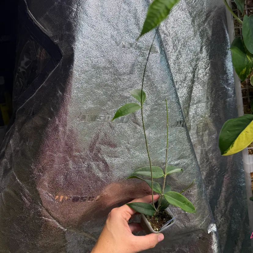 #104 H. linavergarae