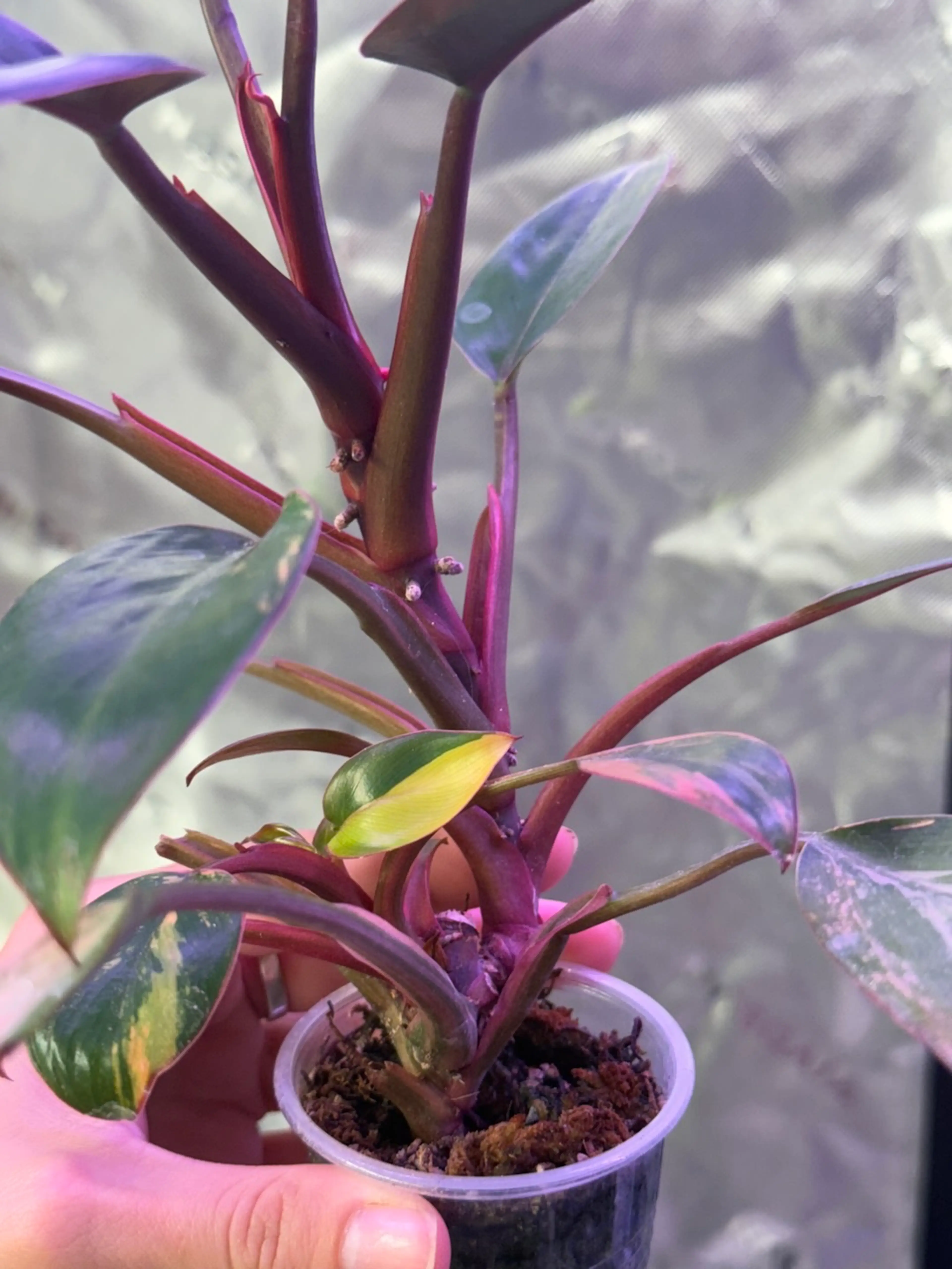 Image 2 of 3