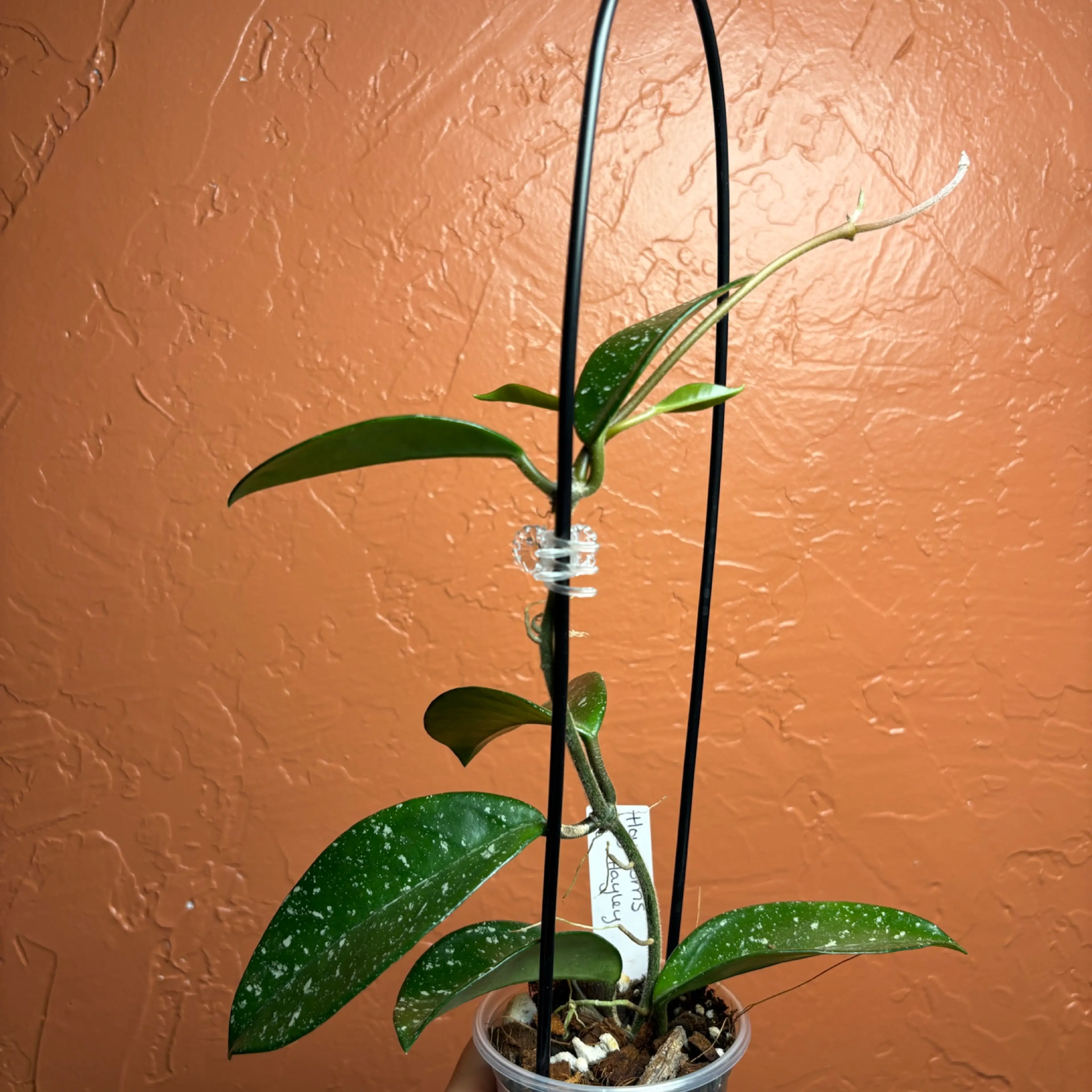 Image 3 of 4
