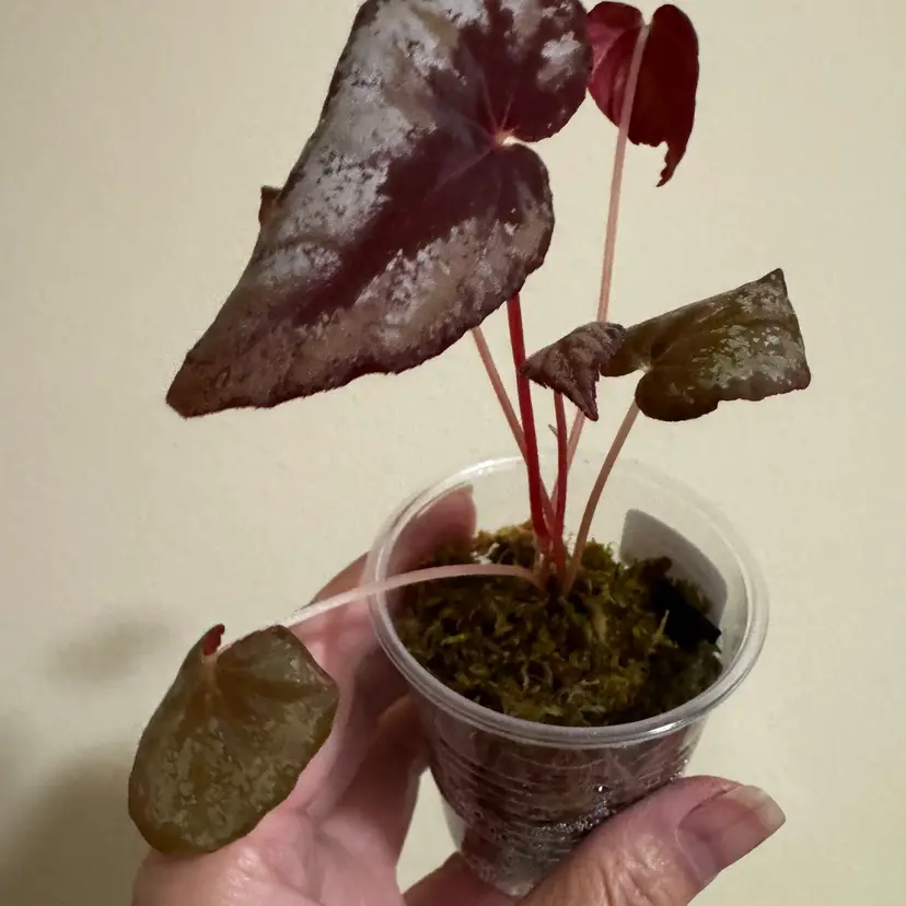 Begonia Botanicaz 105 V2