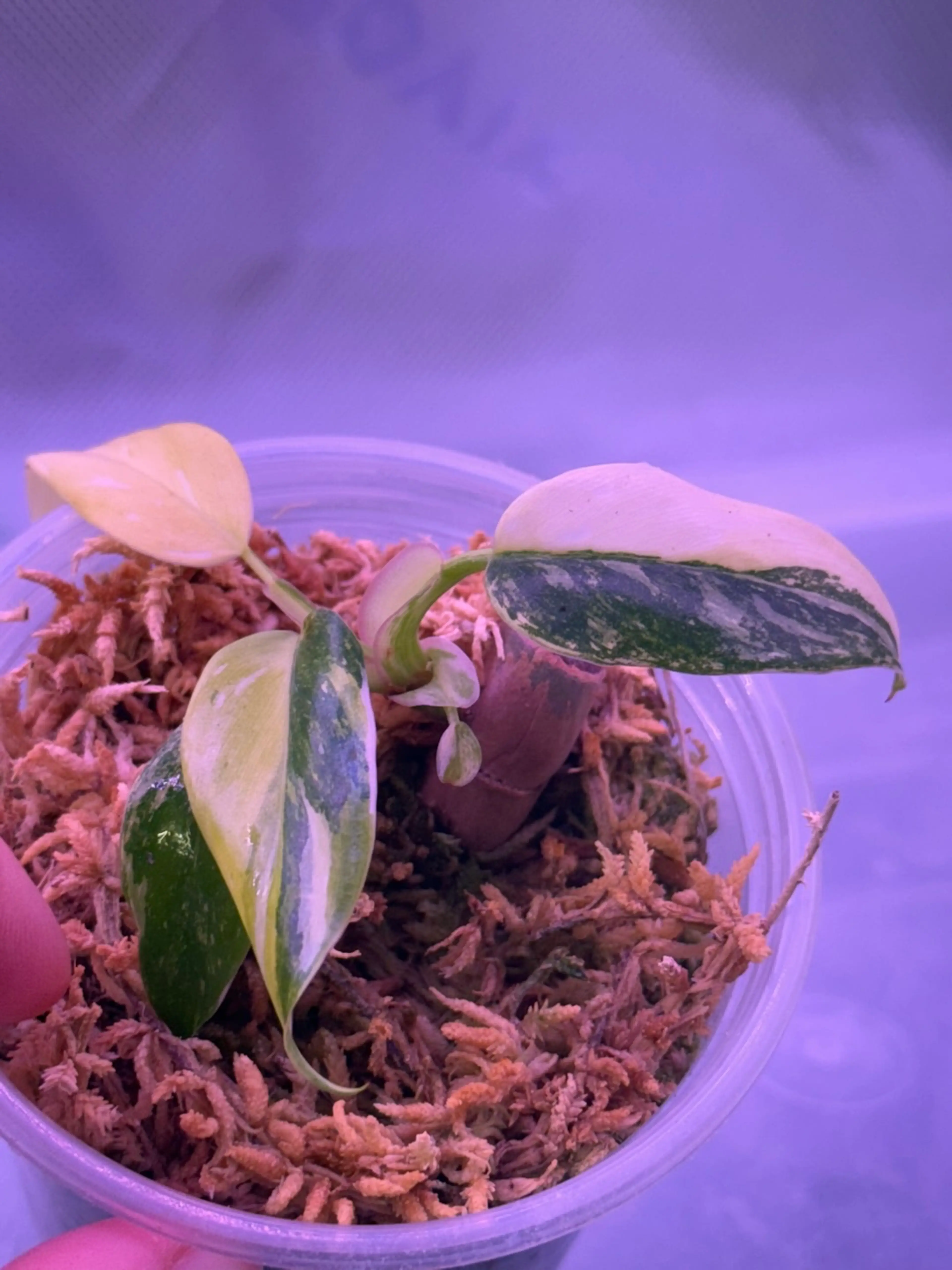Image 2 of 3