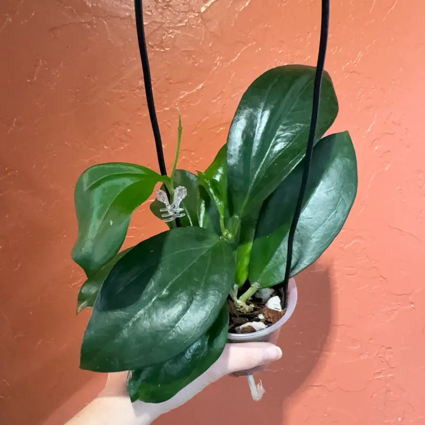 Hoya ‘Maliksi’ UPT001