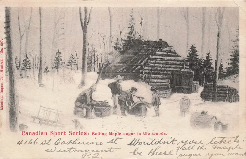1904 Canadian Sport Series Maple Sugar Woods Postcard Sugar Shack