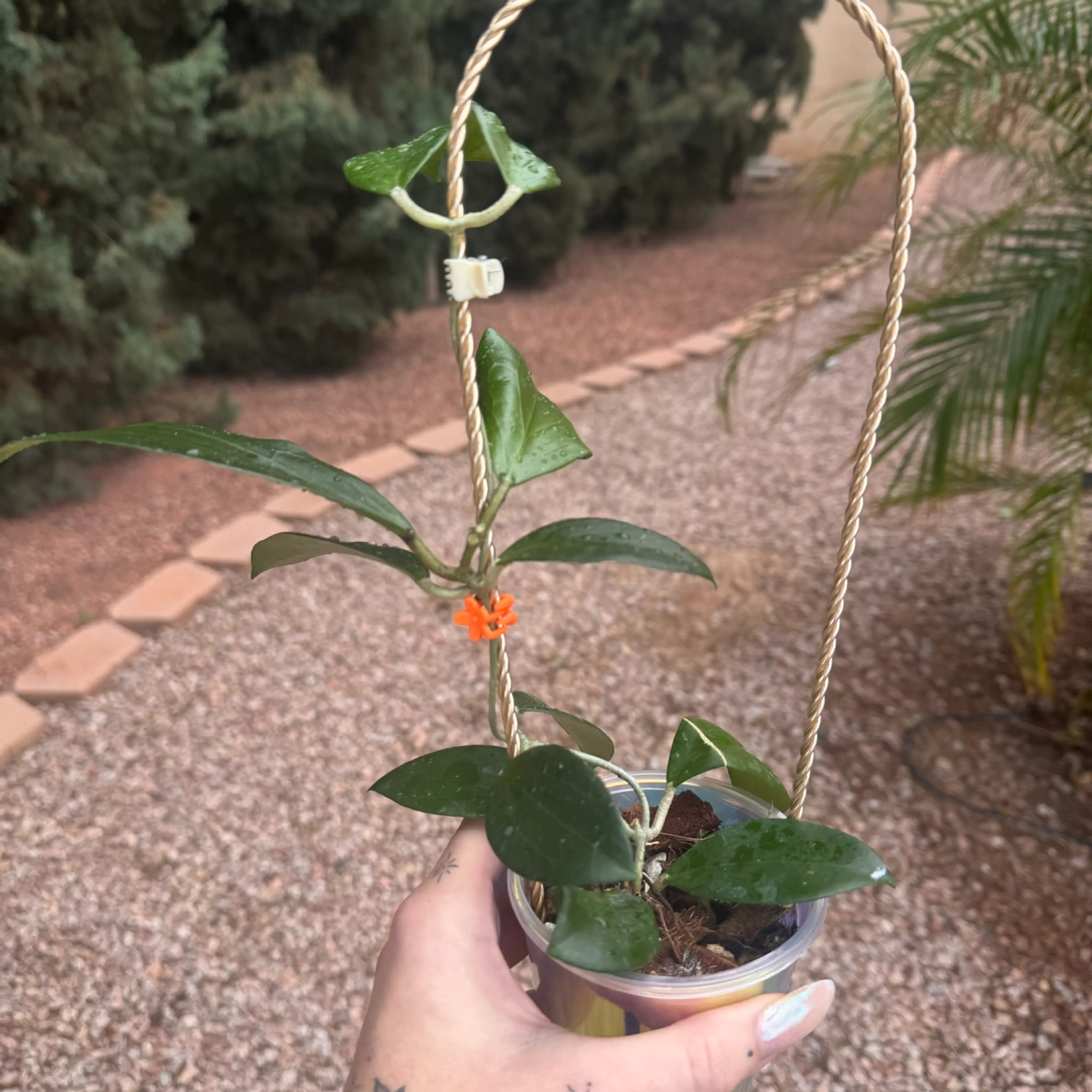 Image 1 of 2