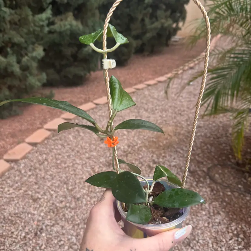 17. Hoya erythrina x ‘Jennifer’ (pink flower) in DIY SWP comes w christen trellis *note leaf damage