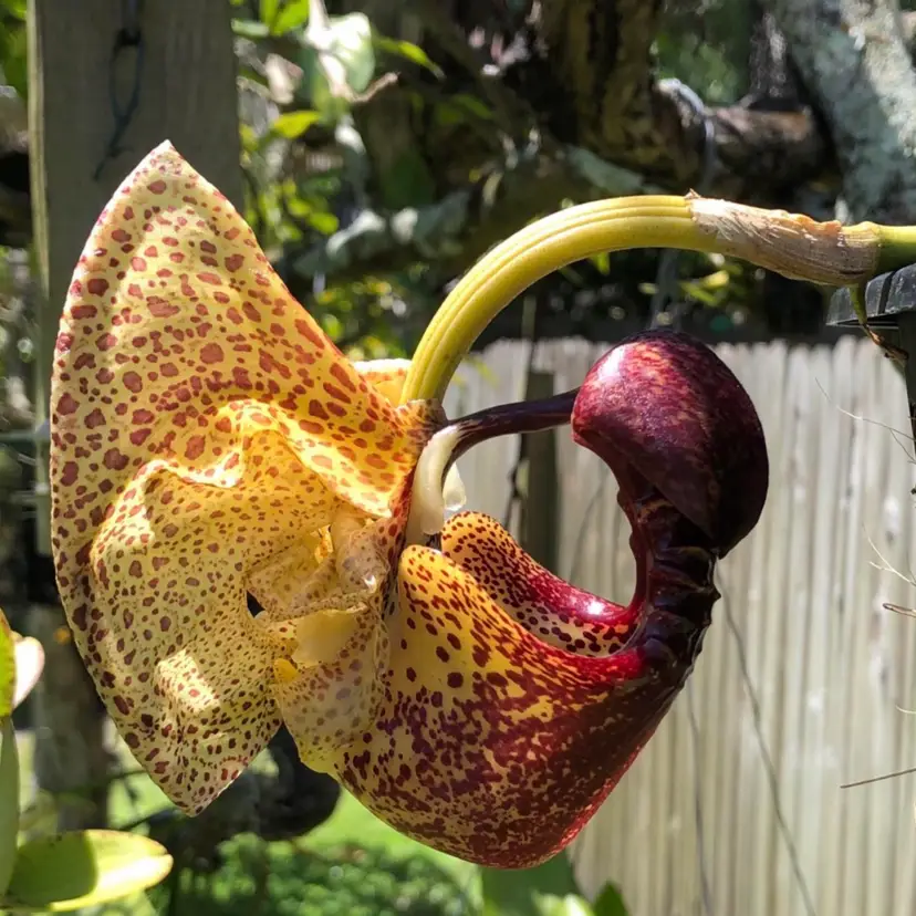 Coryanthes macrantha - 4” Pot