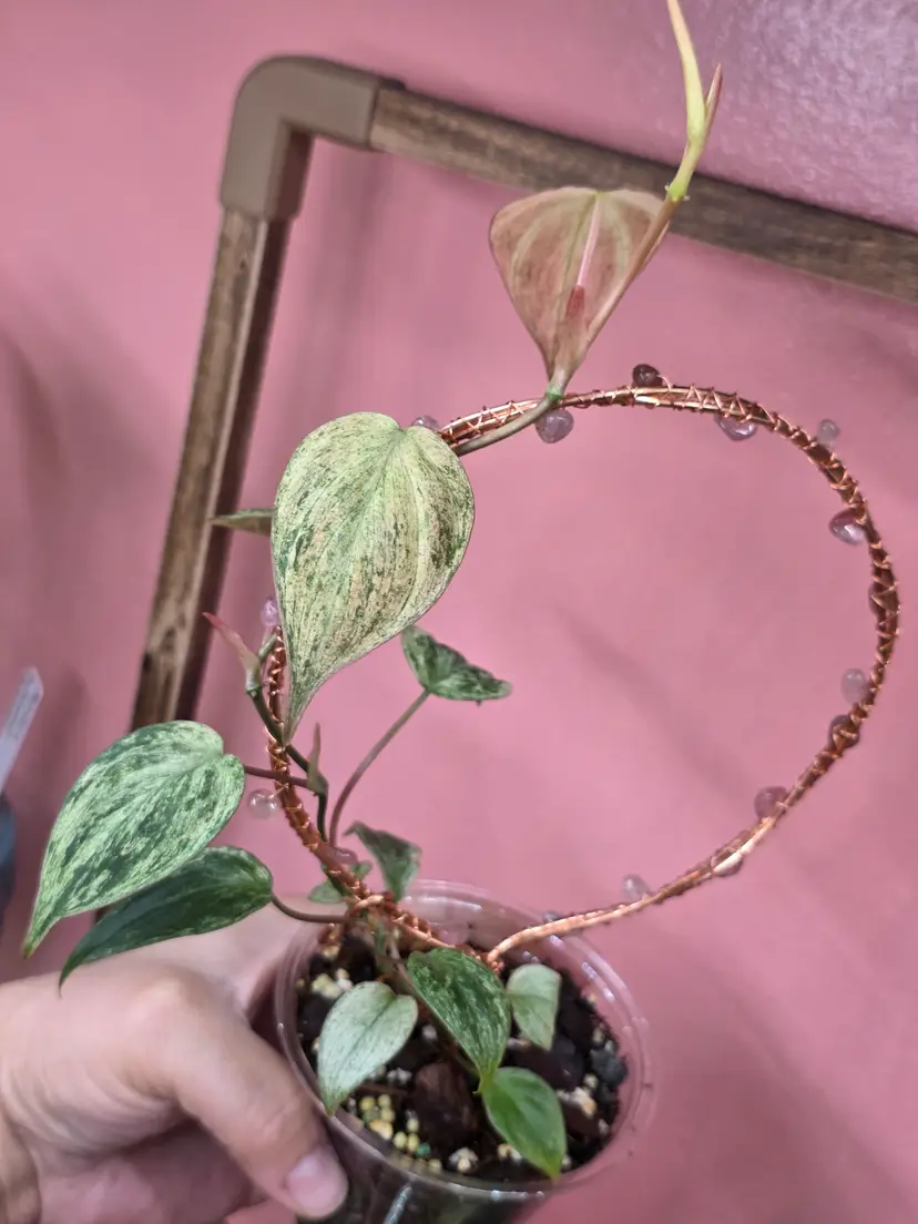 Philodendron Micans Pink Mint Galaxy
