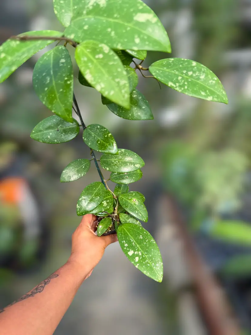 PS0041 - verticillata (heart leaf, splash) X